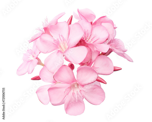 Nerium oleander, Pink oleander flowers isolated on white background with clipping path © Dewins