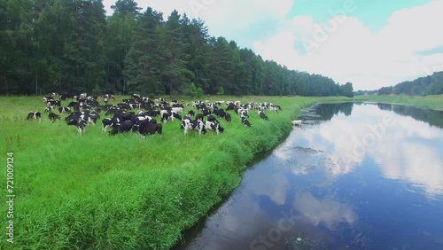 Herder graze cow drove on grass of river shore at summer day. Aerial view