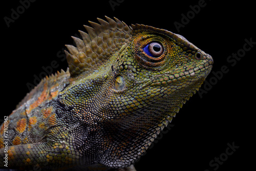 Closeup head forest dragon Lizard male on isolated background  Fores dragon closeup head