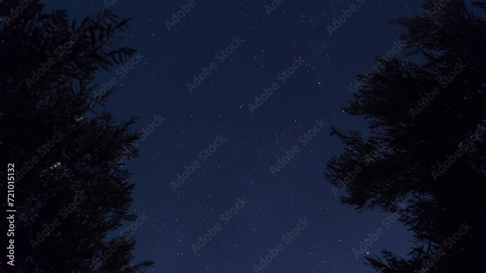 Starry night peeking through trees Starry night peeking through trees
