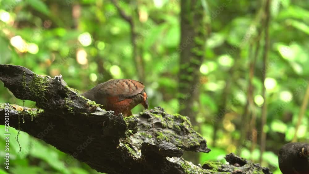 Chestnut-bellied Partridge bird are feeding behind a mossy log Chestnut-bellied Partridge bird are feeding behind a mossy log