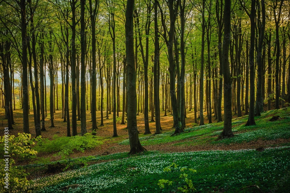 Fototapeta premium sun rays shining through the trees over a grassy hillside in the woods
