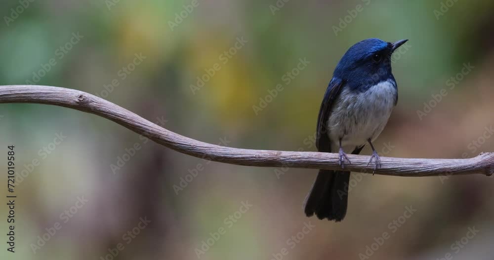 Facing to the right as the camera zooms out, Hainan Blue Flycatcher Cyornis hainanus, Thailand