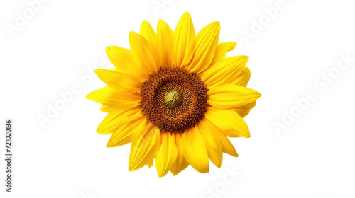 Sunflower isolated on transparent background  Generative ai.