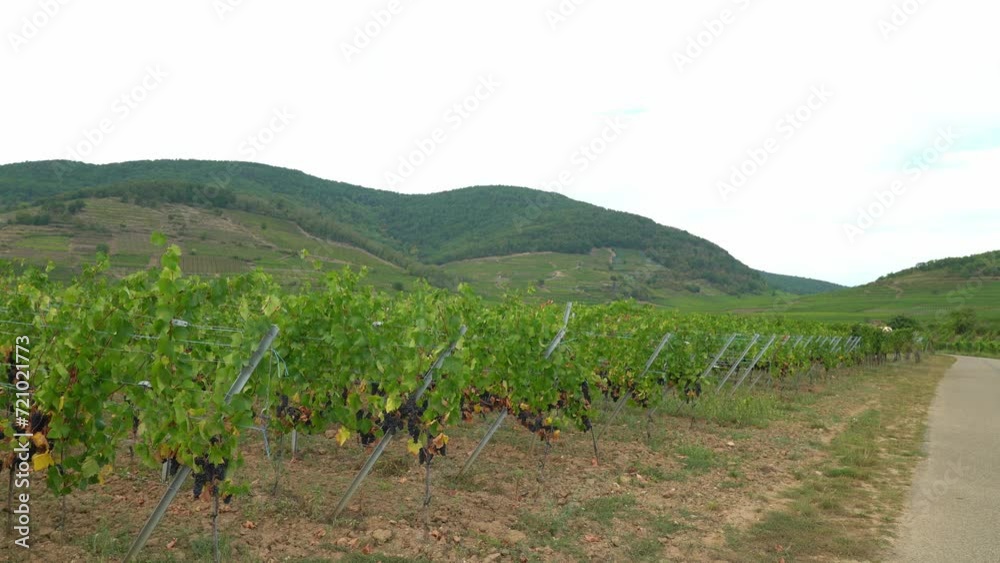 Vineyards near Kayserberg Village in Colmar Vineyards near Kayserberg Village in Colmar