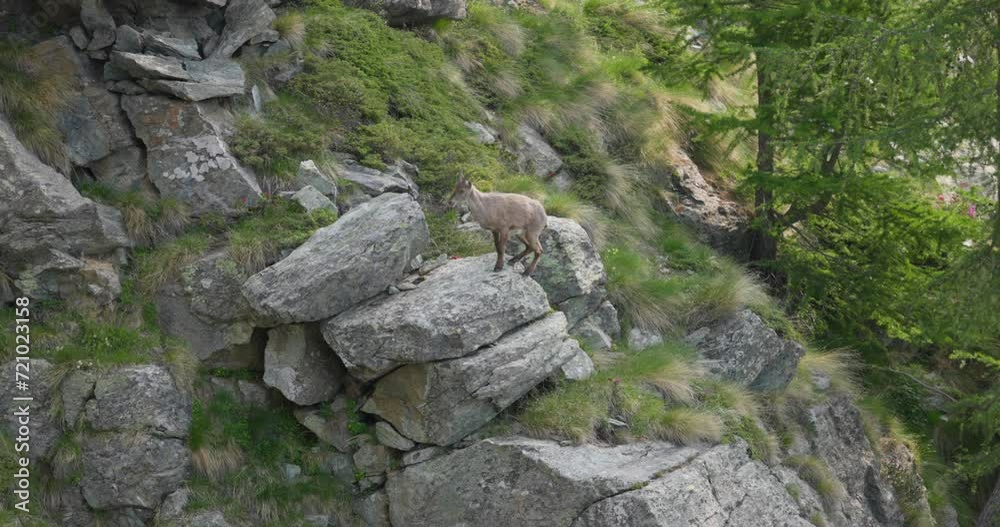 Alpine ibex calmly climbs on rocky mountain, Italian Alps Alpine ibex calmly climbs on rocky mountain, Italian Alps