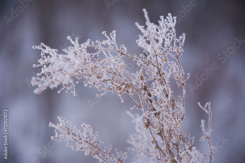 Closeup shot of a bush with white frozen branches © Wirestock