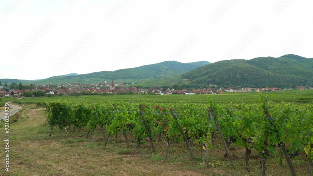Green Vineyards near Kayserberg Village in Colmar with Houses in the Distance Green Vineyards near Kayserberg Village in Colmar with Houses in the Distance