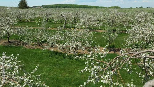Aerial drone video flying forward right above a field full of apple trees in bloom with beautiful white flowers, in Saint-Joseph-du-lac, Quebec.