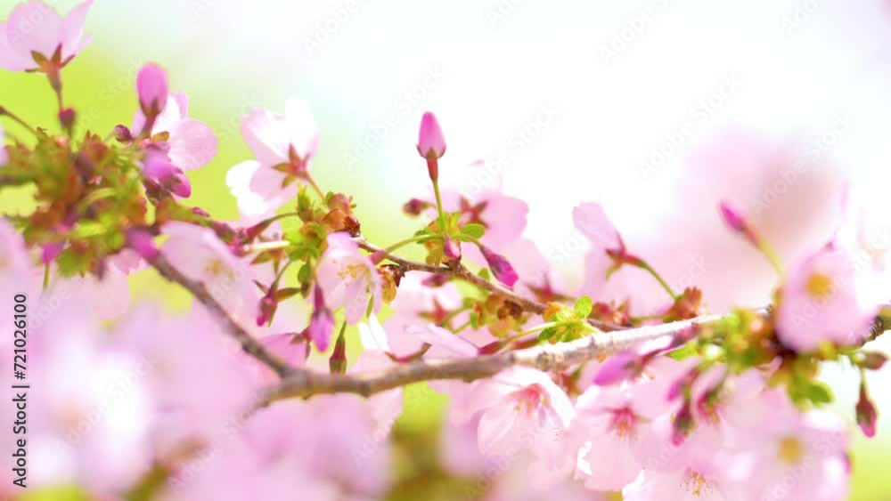 前ボケのある桜の花のアップ 前ボケのある桜の花のアップ