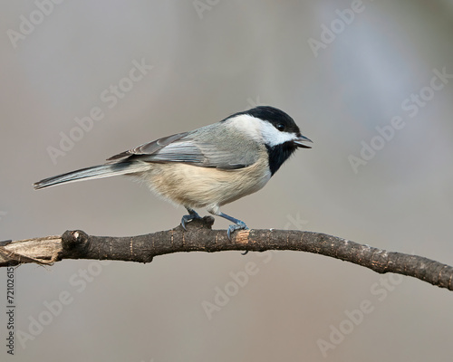 Close-up of a Carolina Chickadee on a tree branch in Dover, Tennessee