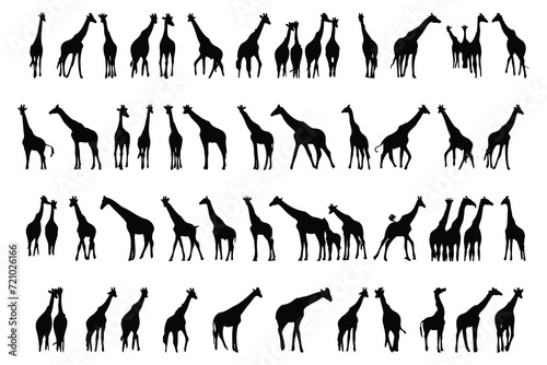 Set of vector silhouettes of giraffes. stock illustration.