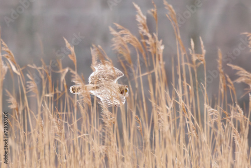 Short-eared Owl in flight over dry grass