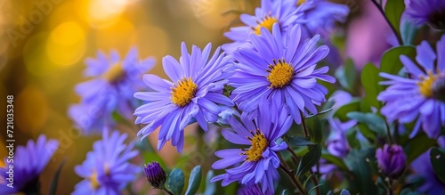 Beautiful Blue Aster Flowers Abound in the Blooming Summer Garden - A Timeless Display of Blue Beauty