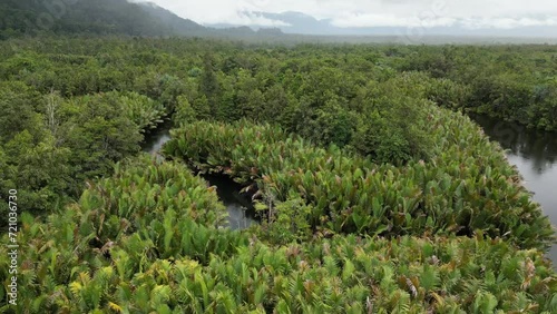 Aerial view of swamps vegetation in Kaimana, West Papua Province