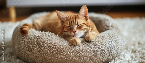 Ginger cat rests in comfortable bed on carpet. photo