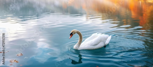 Graceful Swan Gliding in the Serene Lake - Swan Swimming Elegantly in Crystal Clear Waters of the Enchanting Lake photo