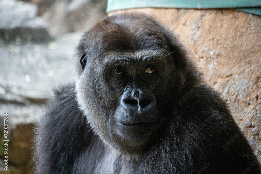 Tokyo, Japan, 31 October 2023: Close-up of a gorilla's face at Ueno Zoo. Tokyo, Japan, 31 October 2023: Close-up of a gorilla's face at Ueno Zoo.