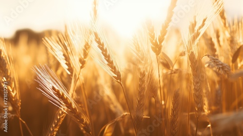 Golden ears of wheat on the field at sunset. Shallow depth of field. Generative AI