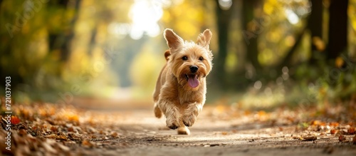 Running with a Happy Dog: The Joy of a Running, Happy Dog and the Running, Happy Dog's Blissful Energy © AkuAku
