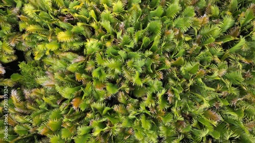 Aerial view of swamps vegetation in Kaimana, West New Guinea