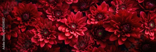 colorful background of red chrysanthemums