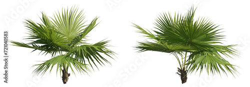 Set of footstool palms, 3D rendering cutout with transparent background, great for illustration and architecture visualization