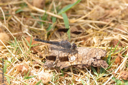 banded groundling dragonfly in Amboseli NP