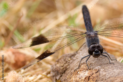 banded groundling dragonfly in Amboseli NP photo