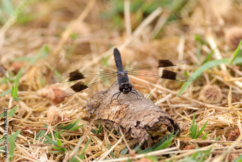 banded groundling dragonfly in Amboseli NP photo