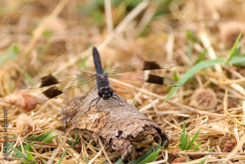 banded groundling dragonfly in Amboseli NP photo