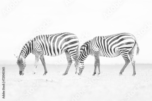 black and white picture of two grazing zebras in Amboseli NP, Kenya