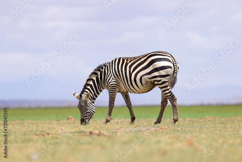 a grazing zebra in the green savannah of Kenya
