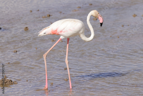 one flamingo in Amboseli NP