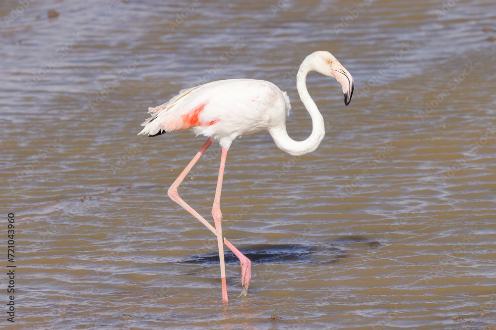 a flamingo in Amboseli NP