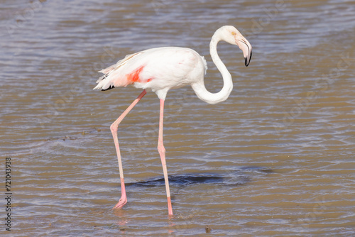a flamingo in Amboseli NP