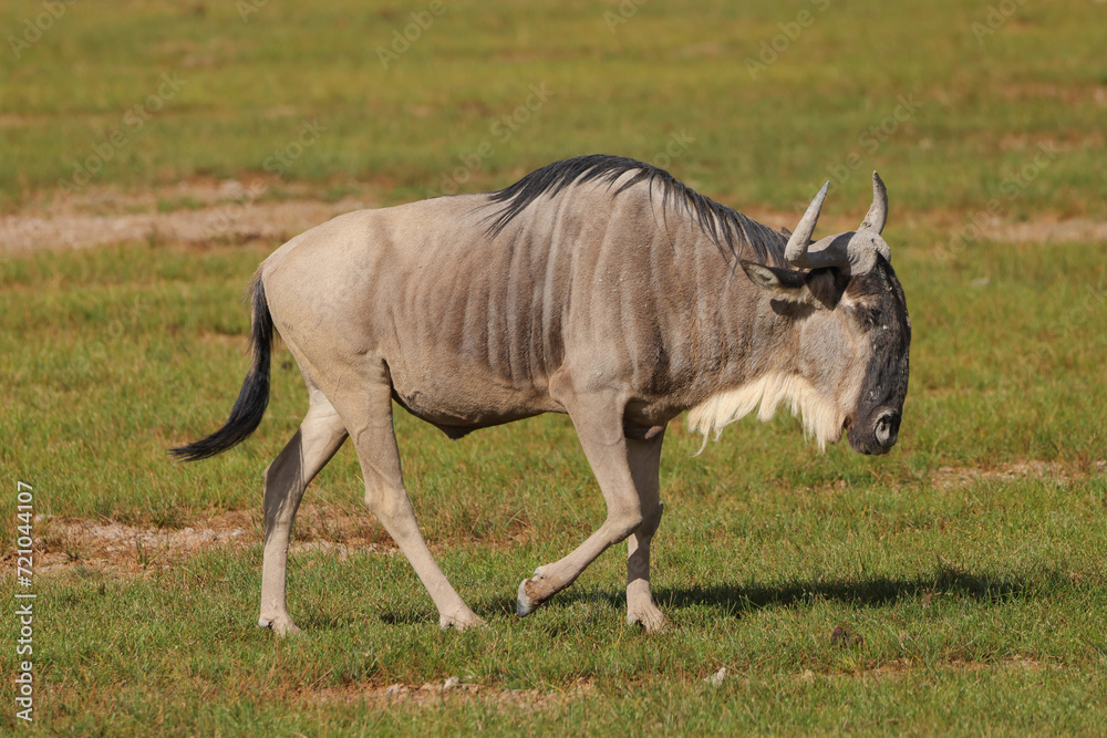 a wildebeest in the green savannah of Africa a wildebeest in the green savannah of Africa
