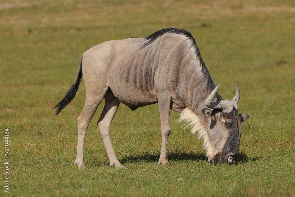 a wildebeest in the green savannah of Africa a wildebeest in the green savannah of Africa
