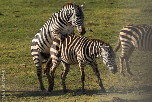 mating zebras in Amboseli NP