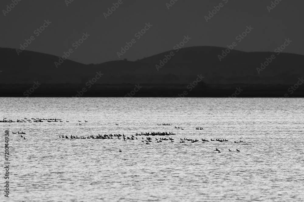 black and white picture of a lake full of birds