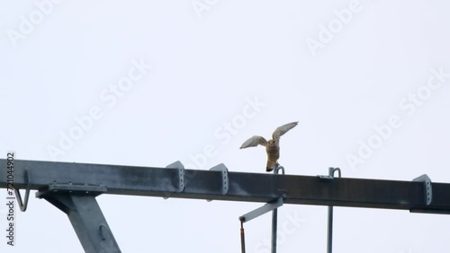 A common kestrel diving down from a powerline in Slow motion