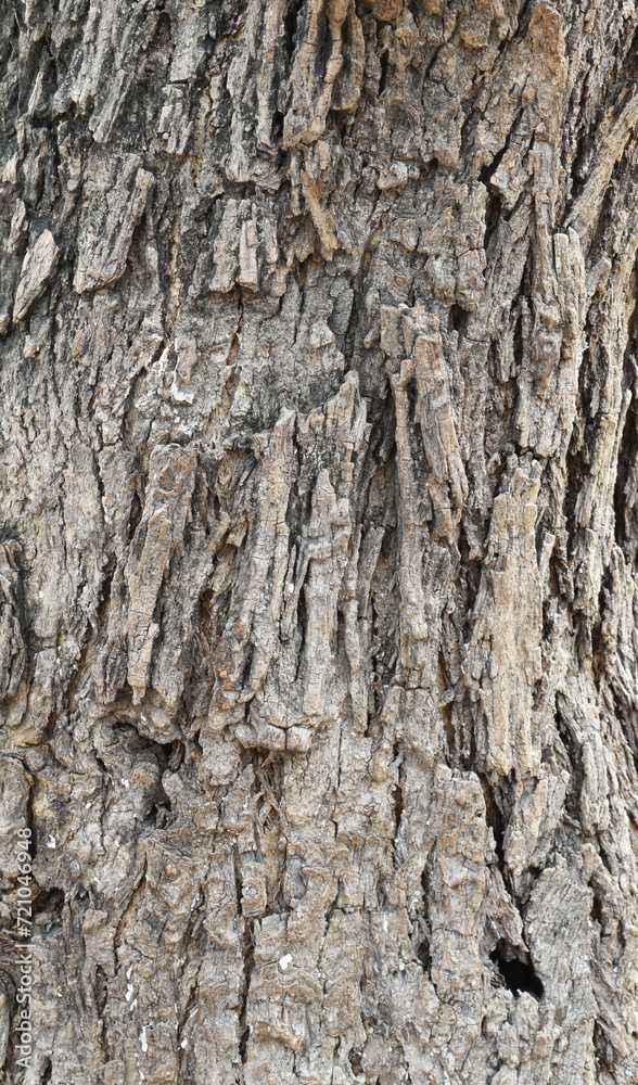 Old tree texture. Bark pattern, For background wood work, Bark of brown hardwood, thick bark hardwood, residential house wood. nature, tree, bark, hardwood, trunk, tree , tree trunk close up texture Old tree texture. Bark pattern, For background wood work, Bark of brown hardwood, thick bark hardwood, residential house wood. nature, tree, bark, hardwood, trunk, tree , tree trunk close up texture