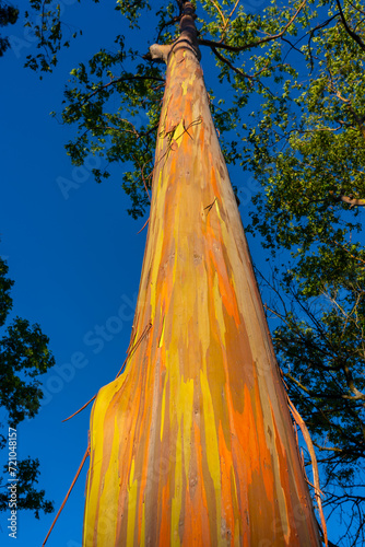 A Rainbow Eucalyptus tree in Kauai, Hawaii. Rainbow Eucalyptus is a tree of the species Eucalyptus deglupta with striking coloured streaks on its bark.  photo