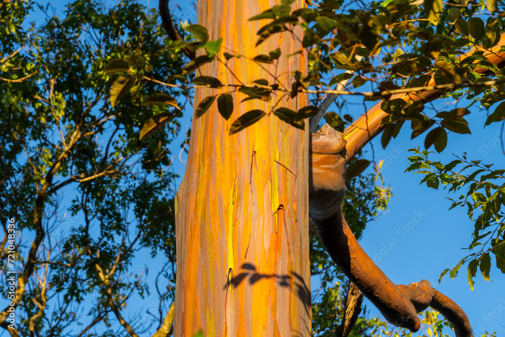 A Rainbow Eucalyptus tree in Kauai, Hawaii. Rainbow Eucalyptus is a