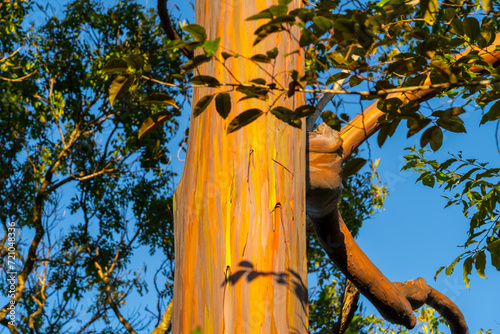 A Rainbow Eucalyptus tree in Kauai, Hawaii. Rainbow Eucalyptus is a tree of the species Eucalyptus deglupta with striking coloured streaks on its bark.  photo