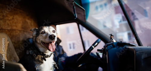 happy dog rides in a truck with a truck driver on a sunny day. Traveling with a dog in a car
