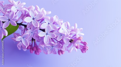 Beautiful lilac flowers on a blue background. Place for text. Generative AI