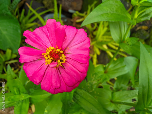 Beautiful and elegant zinnia paper flower ornamental plant