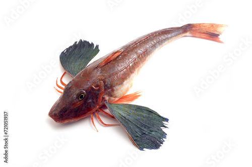 ホウボウ　食材　白バック