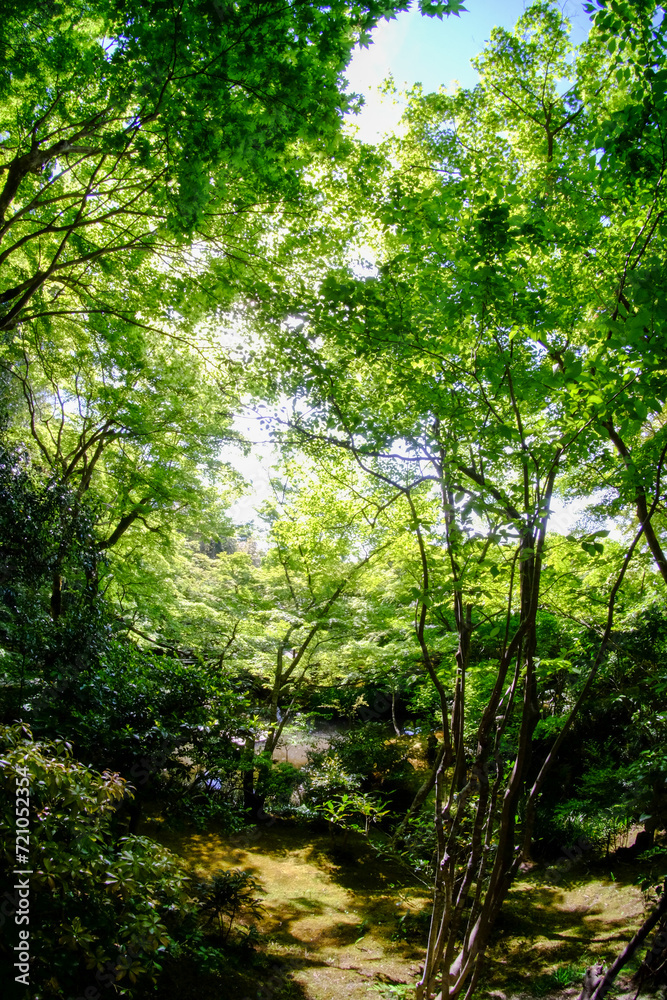 京都詩仙堂の青もみじ